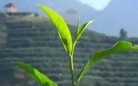 客田鎮(zhèn)：茶樹吐新芽，茶農(nóng)喜增收